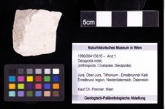 Foto (Objekt + Etiketten) von Decapoda indet. 